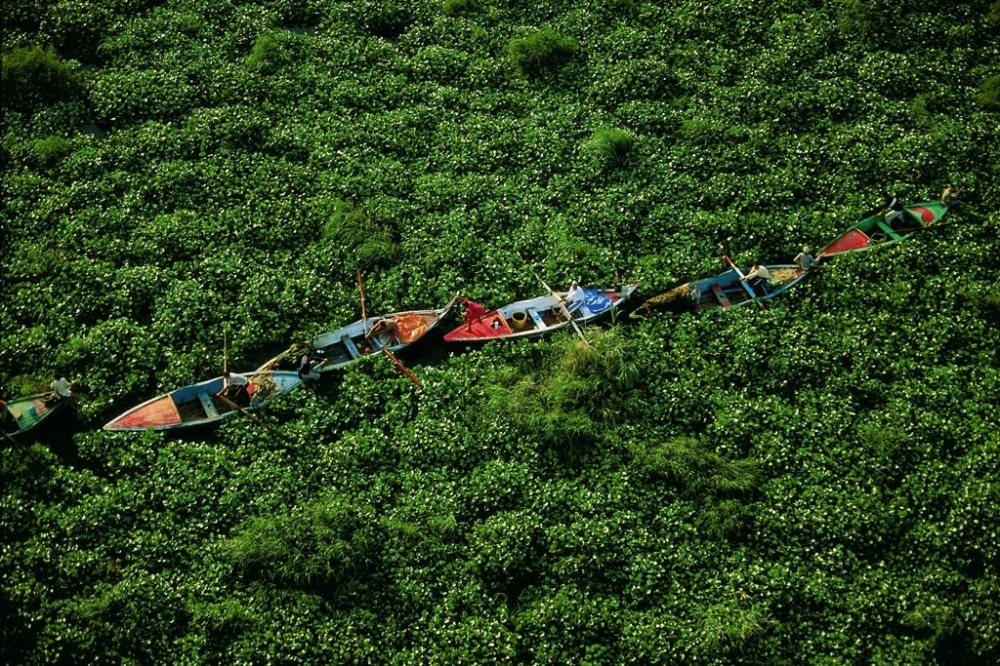 水葫芦图片,水葫芦图片及养殖方法