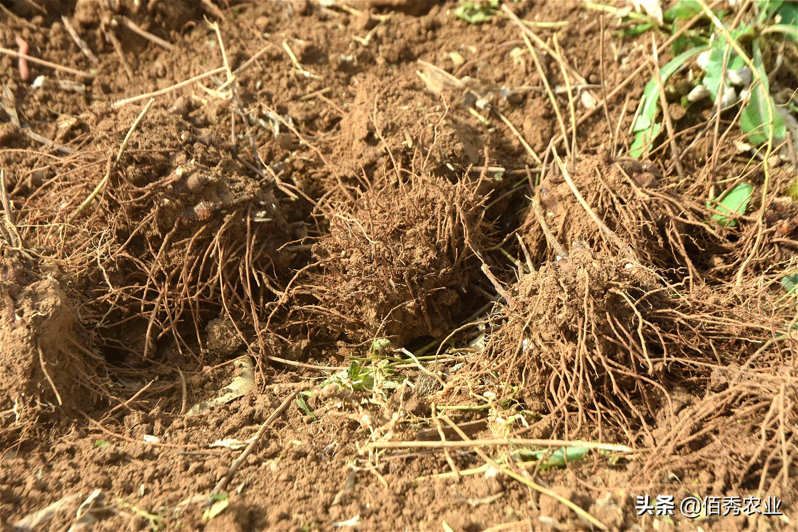 什麼藥材適合懶人種植什麼藥材最貴又好種