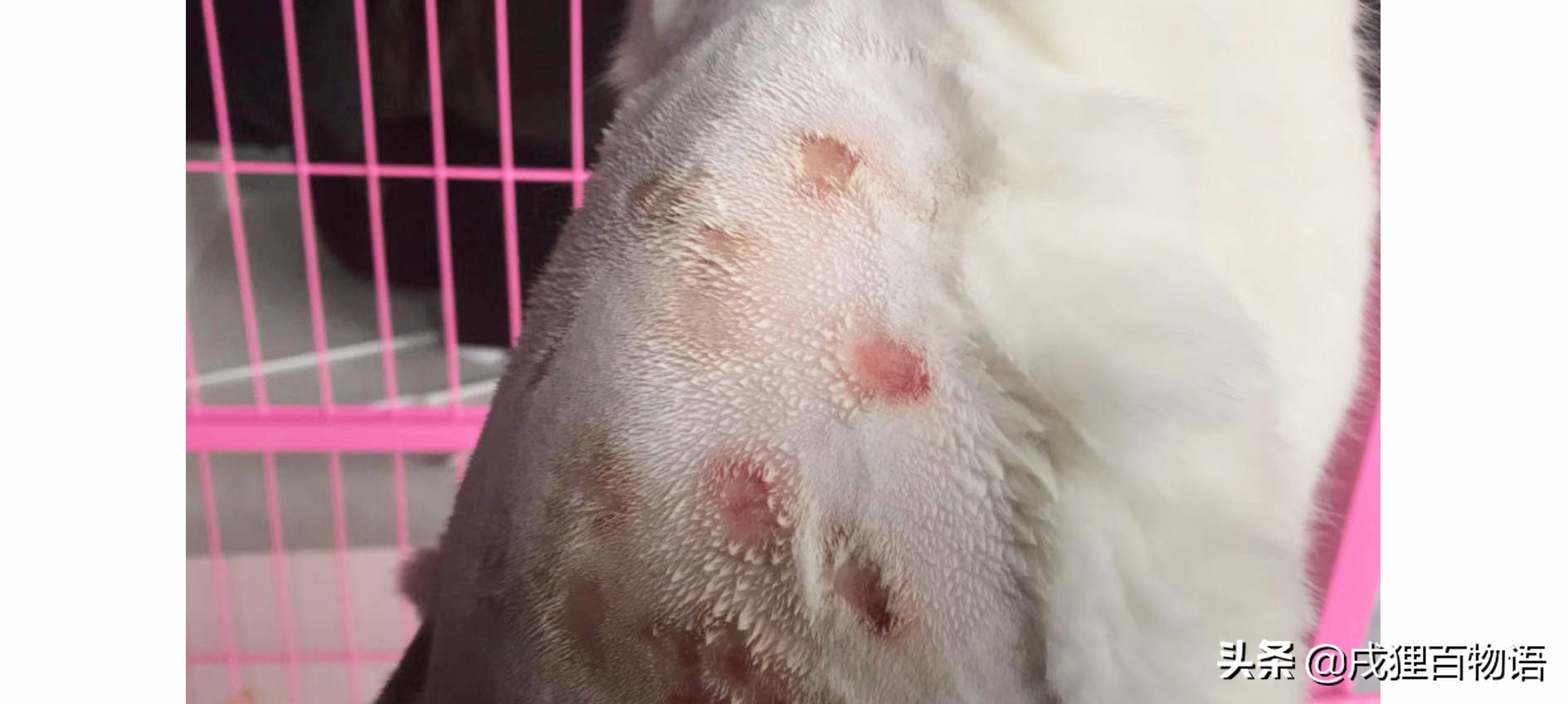猫藓为啥久久不愈，导致猫藓的真凶是不一样的，切忌胡乱用药