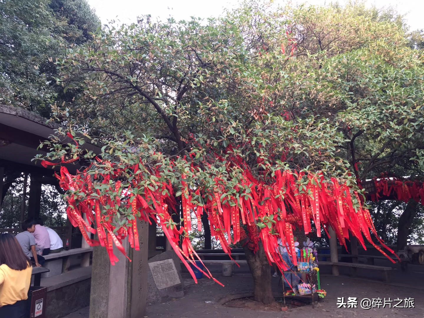 独立寒秋，湘江北去，橘子洲头-长沙旅行攻略