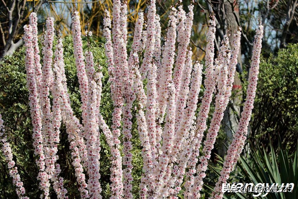 麦李(美花佳果——麦李.你认识吗?