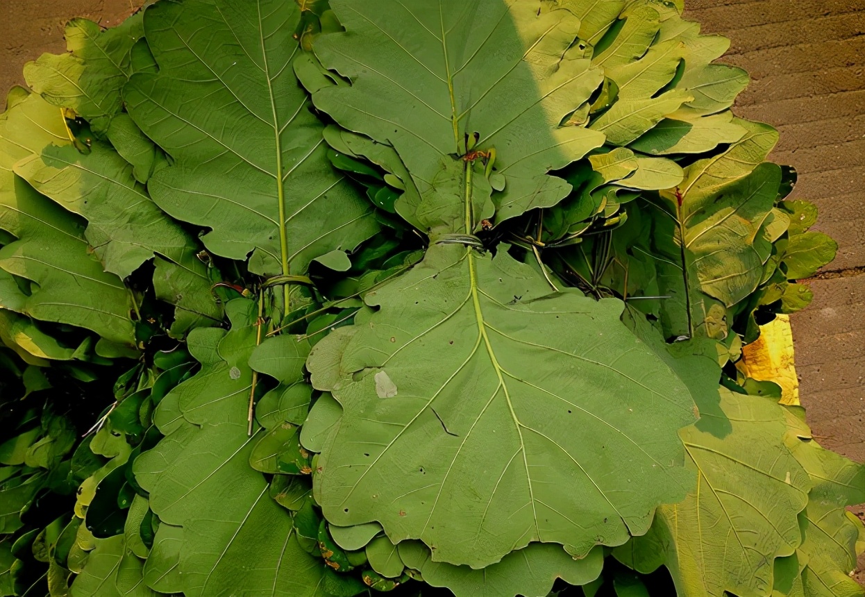 橡子树图片(树叶有香气) - 赤虎壹号