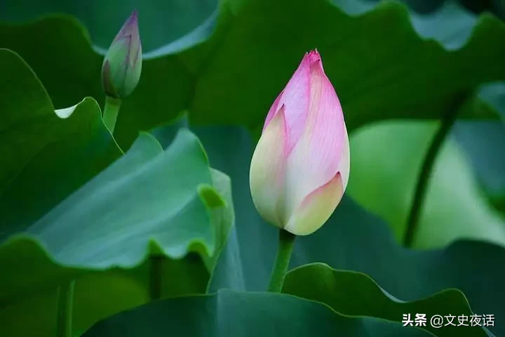 这些诗词中的植物名，你读对了吗？