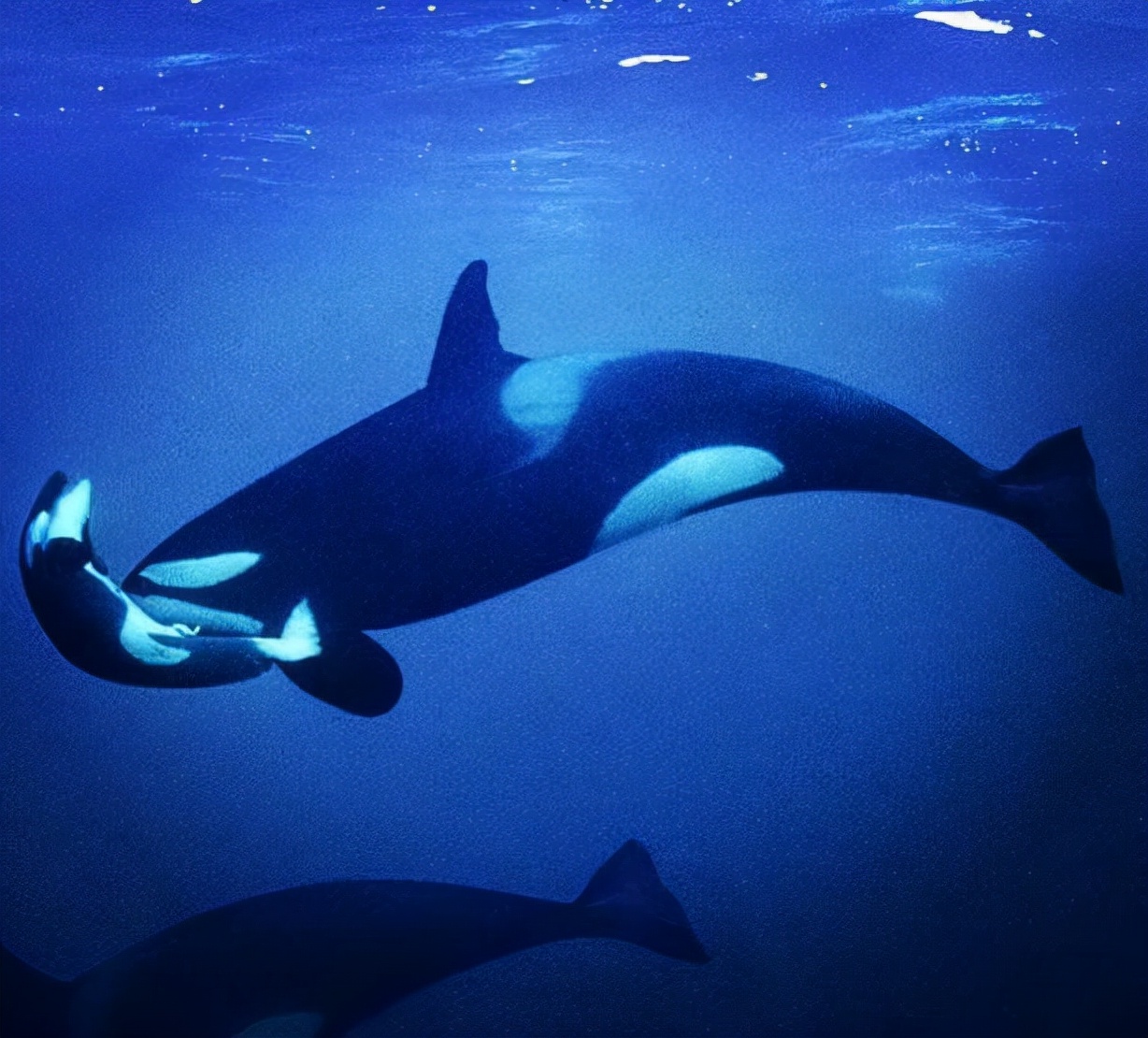 背孩子尸体17天的虎鲸妈妈再次怀孕,还有三个亲戚也同时怀孕了