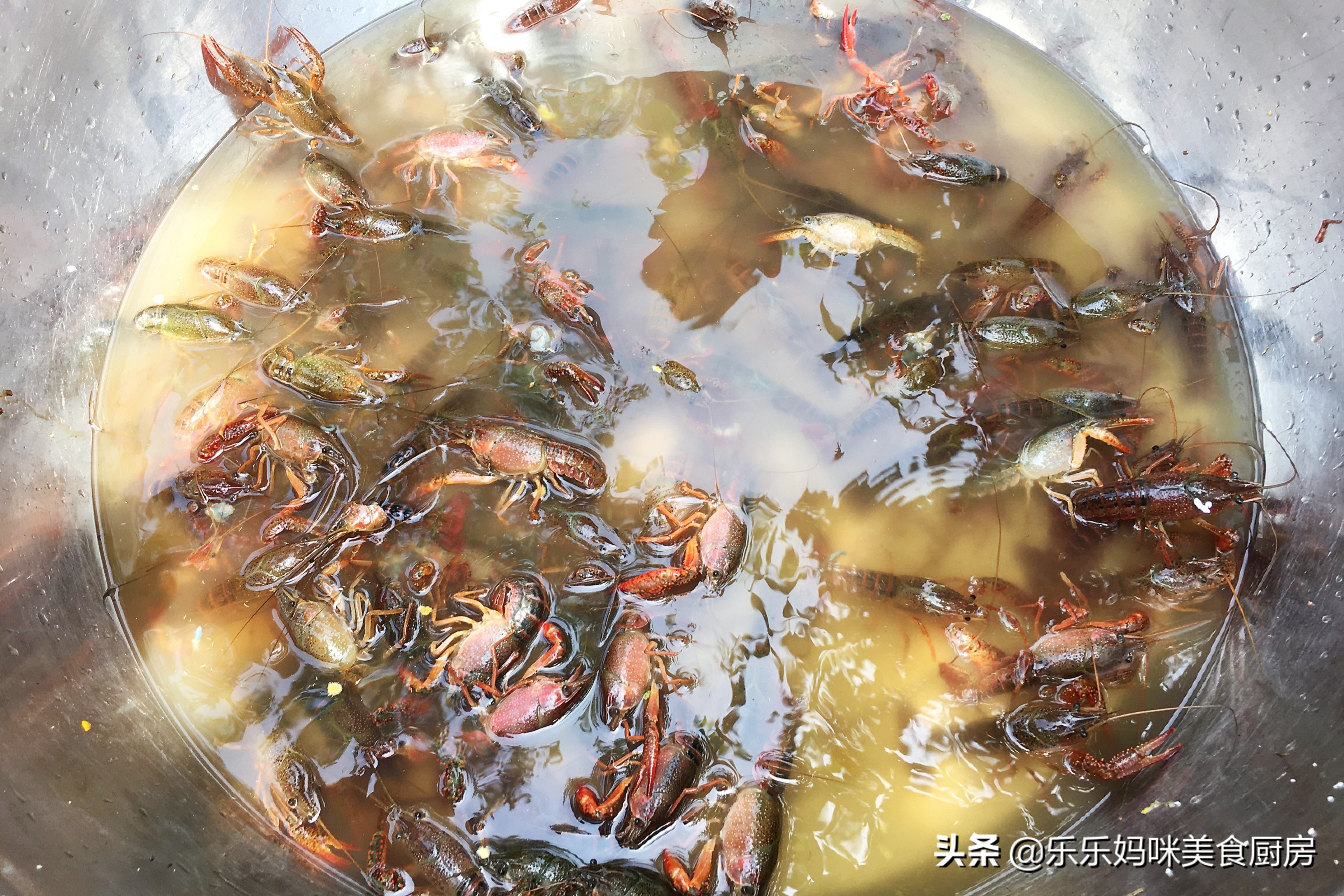 5月小龙虾正肥美，20块钱一斤，搭配鹌鹑蛋一起炒，好吃又实惠