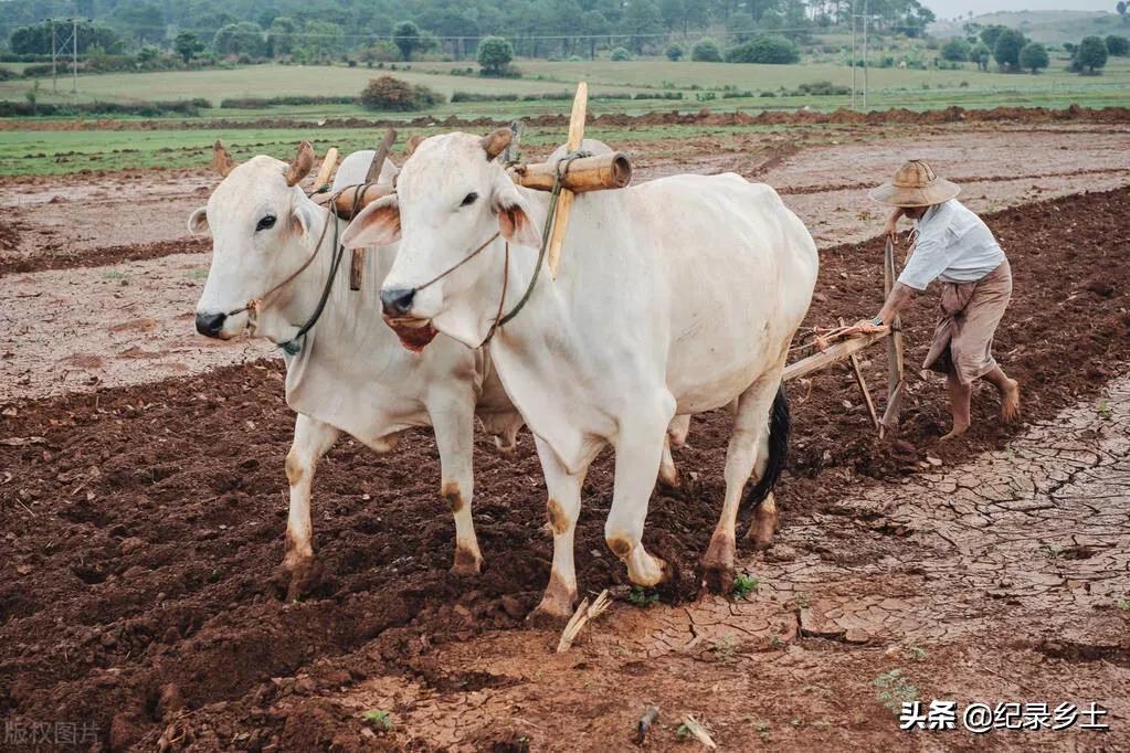 2021是滑牛年,农村老话说:滑牛年耕大田呢?