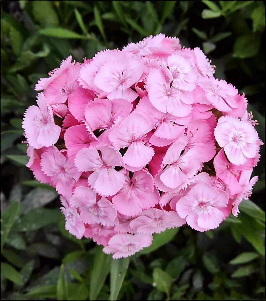 石竹子(美丽的头石竹)