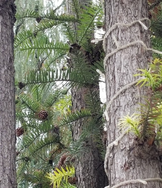 水杉是什么植物 水杉是什么-千百号