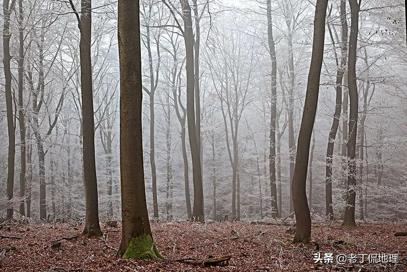 森林有哪三大效益（了解森林的效益和保护）