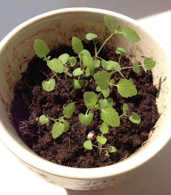 薄荷种子种植方法步骤（种植薄荷的详细步骤）