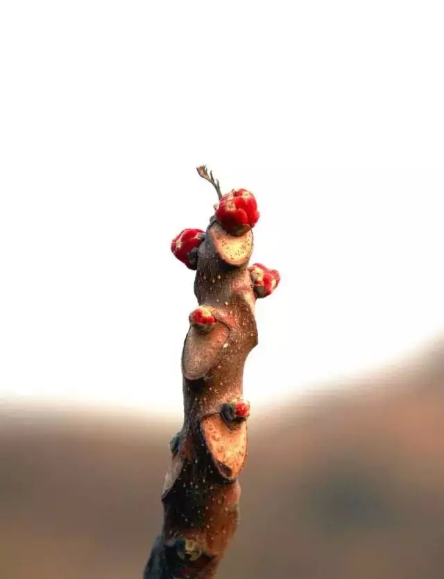 荆棘的意思 藤蔓的意思