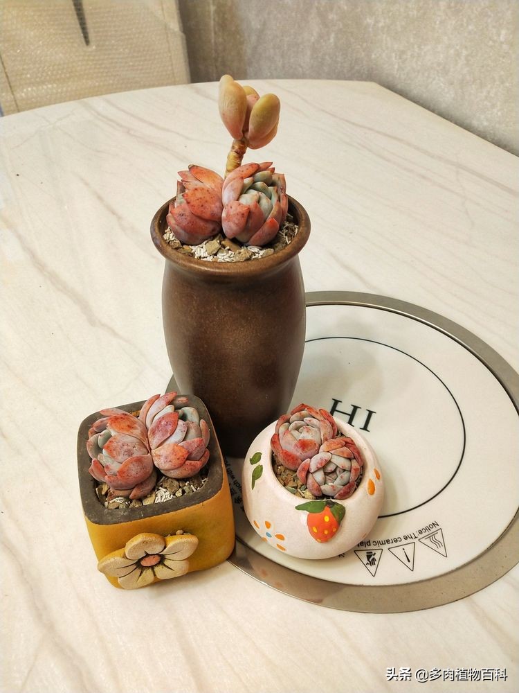 秋去冬来却如春,多肉上色正当时
