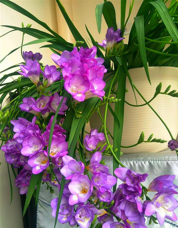 碰碰香开花的样子(适合热天养的香香花放客厅雅致)