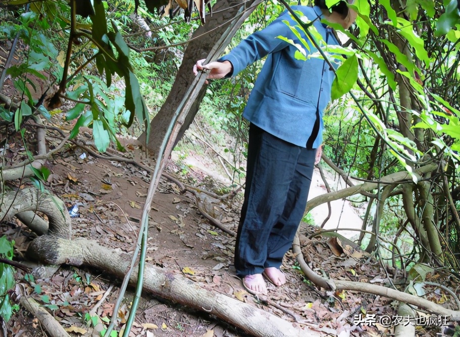 人称“鸡血藤”,我国独有的植物,经济价值极高,别砍它烧火