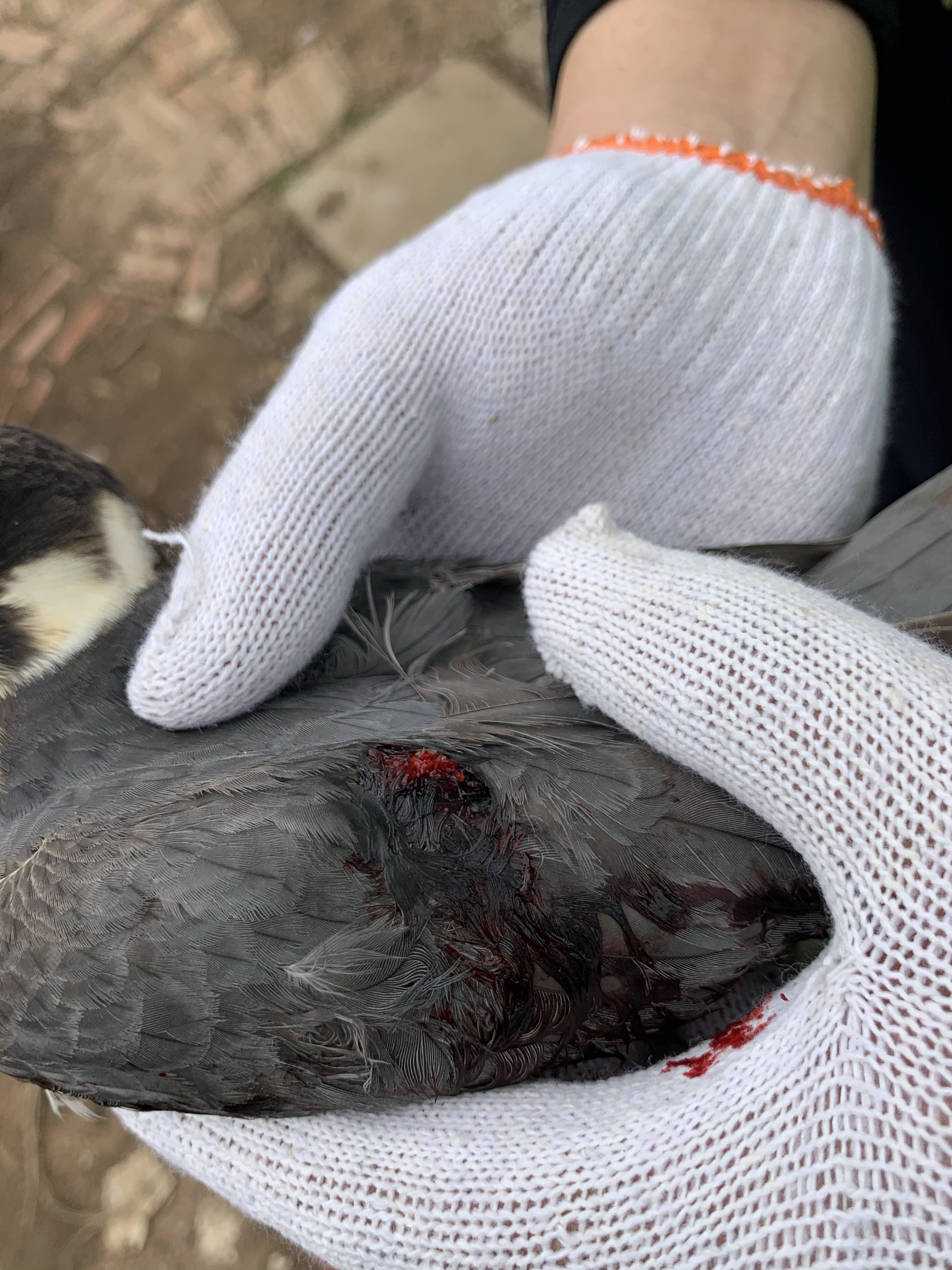 "我发现一只受伤的鸟儿,眼神像老鹰,个头像燕子……"