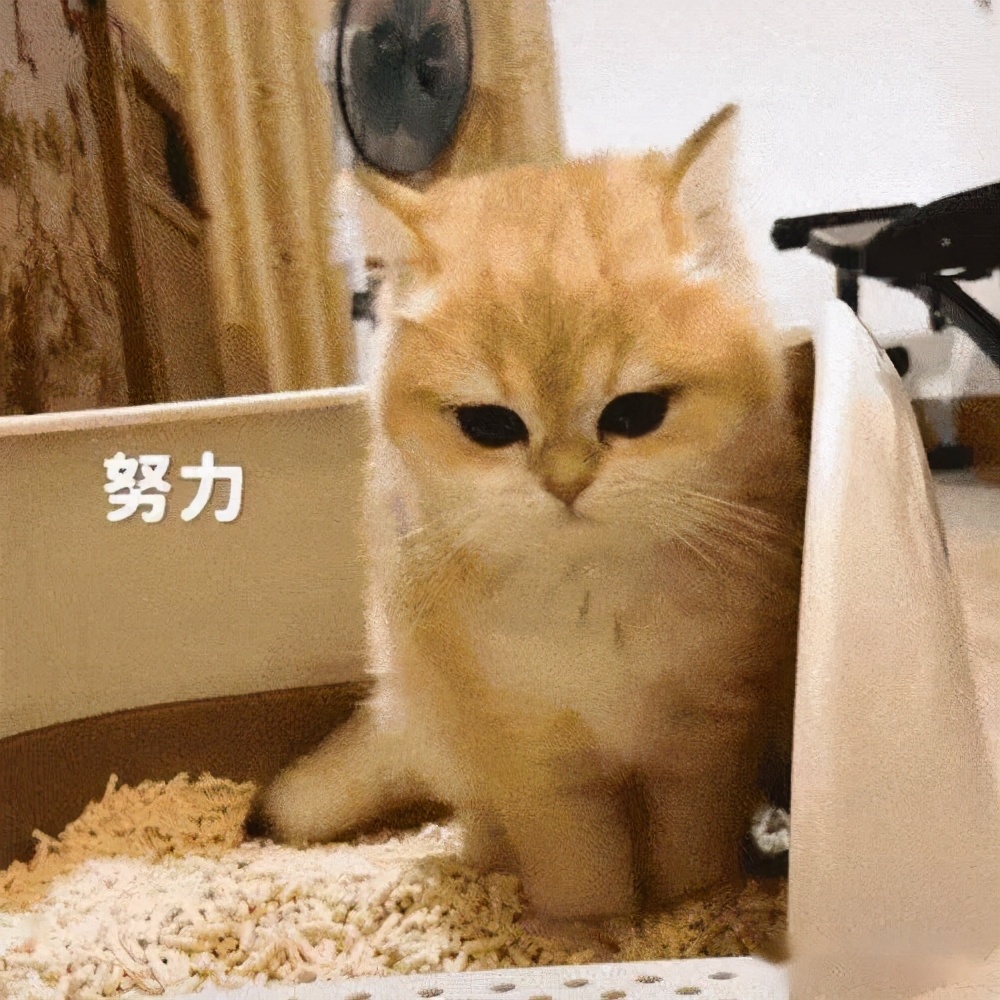 猫咪便血是怎么回事？大多数是这9种原因引起，宠主早知道早好