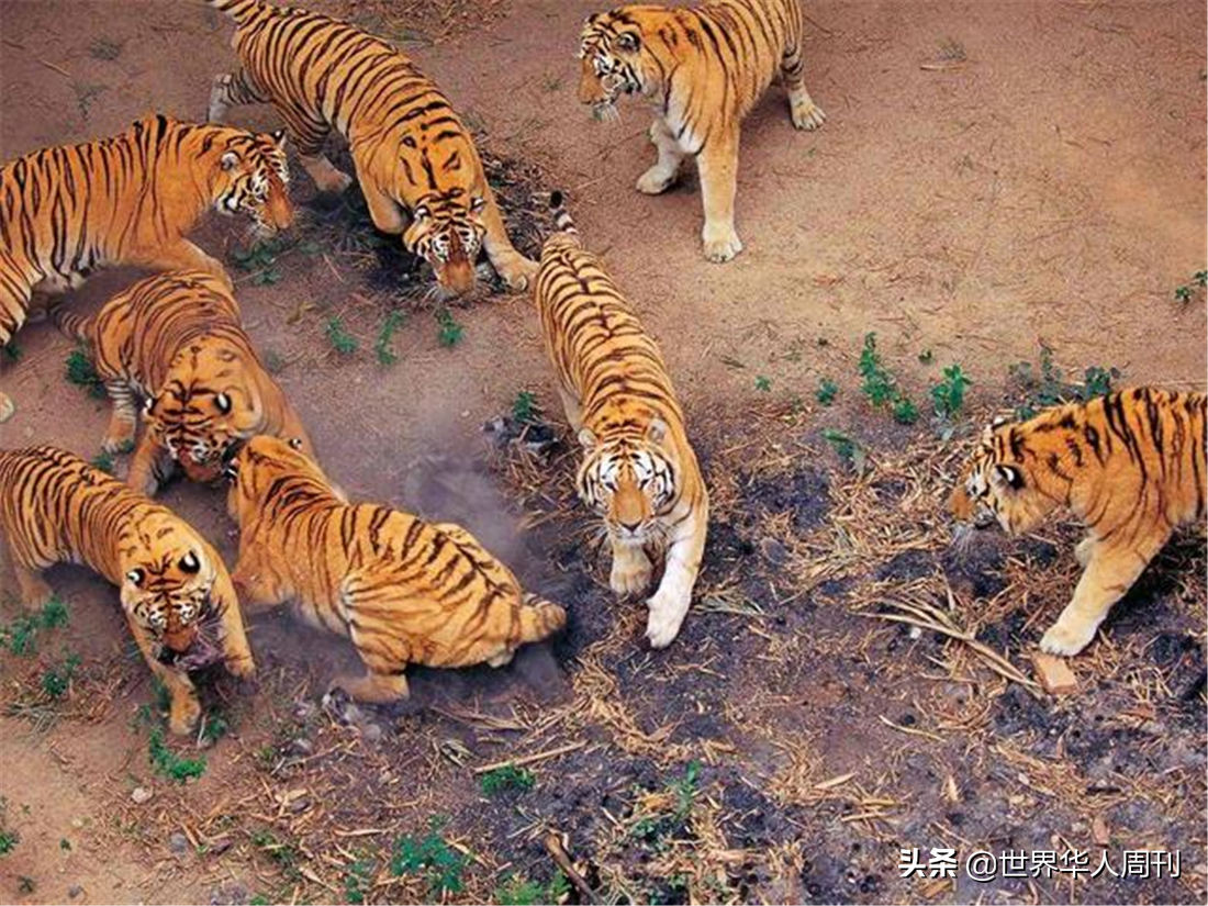 18年前,中国送到南非放养的2只华南虎,后来怎样了?