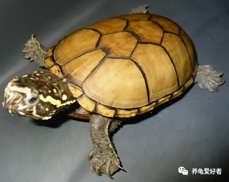 东方泥龟和头盔区别（图解2种乌龟的本质区别）