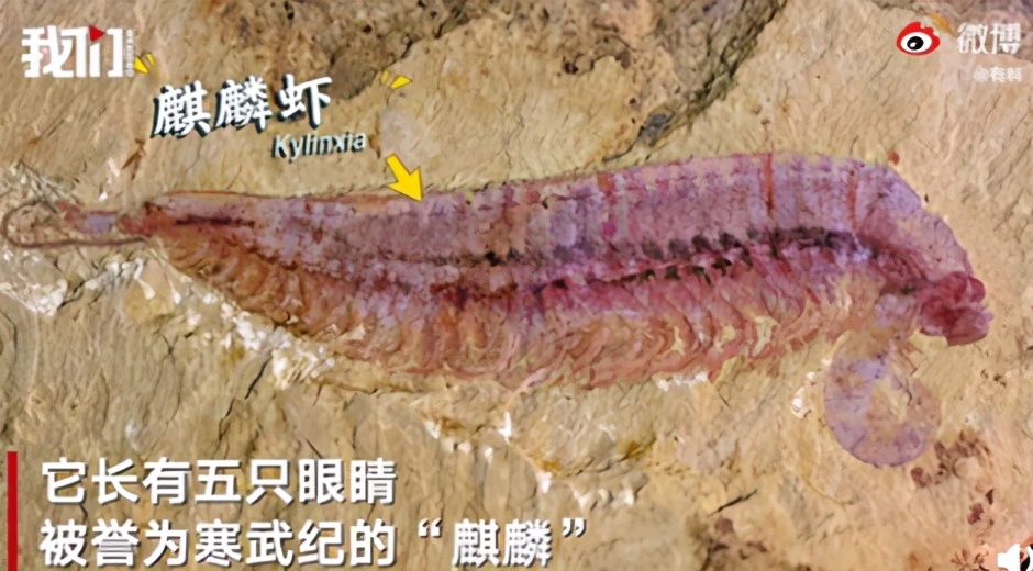 警方通报男子跳楼砸死路人：个人纠纷【三分钟法治新闻全知道】