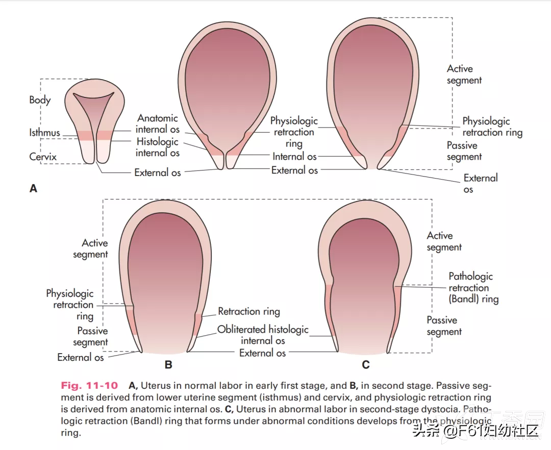 子宫颈是什么样的(女性生殖解剖(子宫部分))