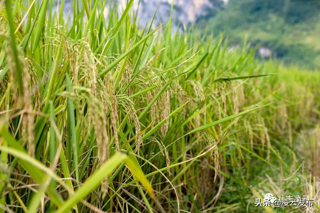 【乡村振兴】金黄色的稻田，是一幅秋天的图画