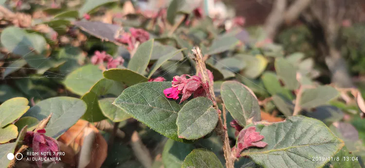 陪你一起看湖北省广水一中①——走进植物王国