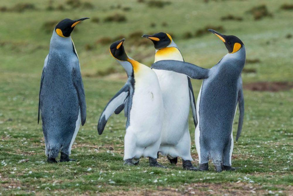 南极出现黄金企鹅，看起来高贵，命运却可能很悲惨