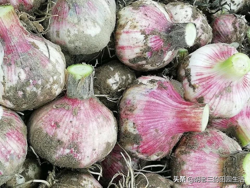 农村小伙借钱承包100亩地种植大蒜,没想到遇到今年的大蒜行情