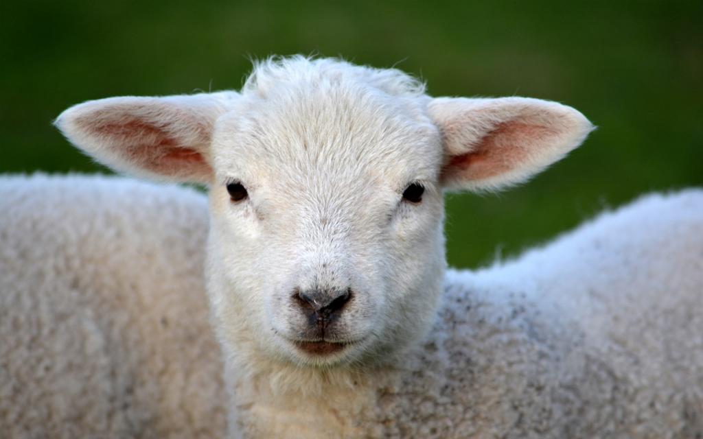 《说文解字》第479课：善良的“善”字为什么中间有一只“羊”？