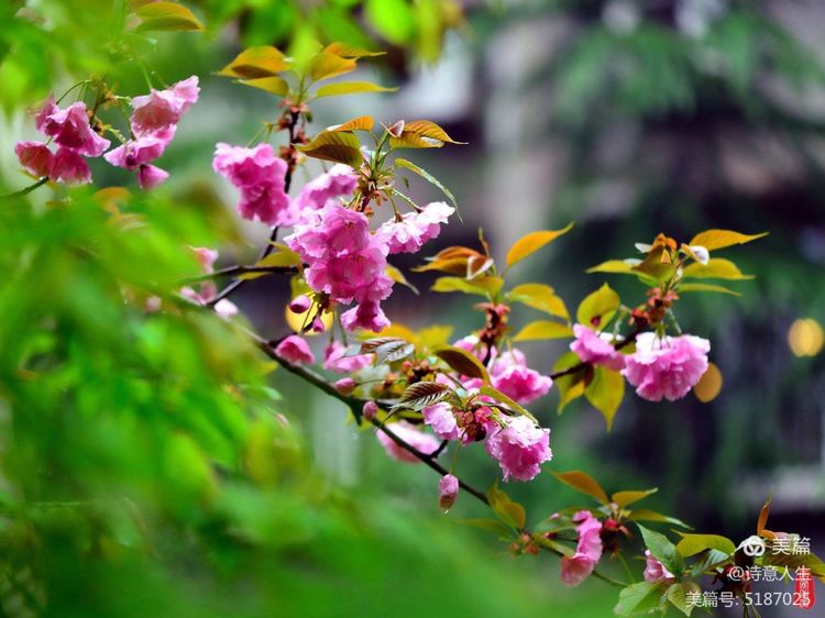 人间四月花如海