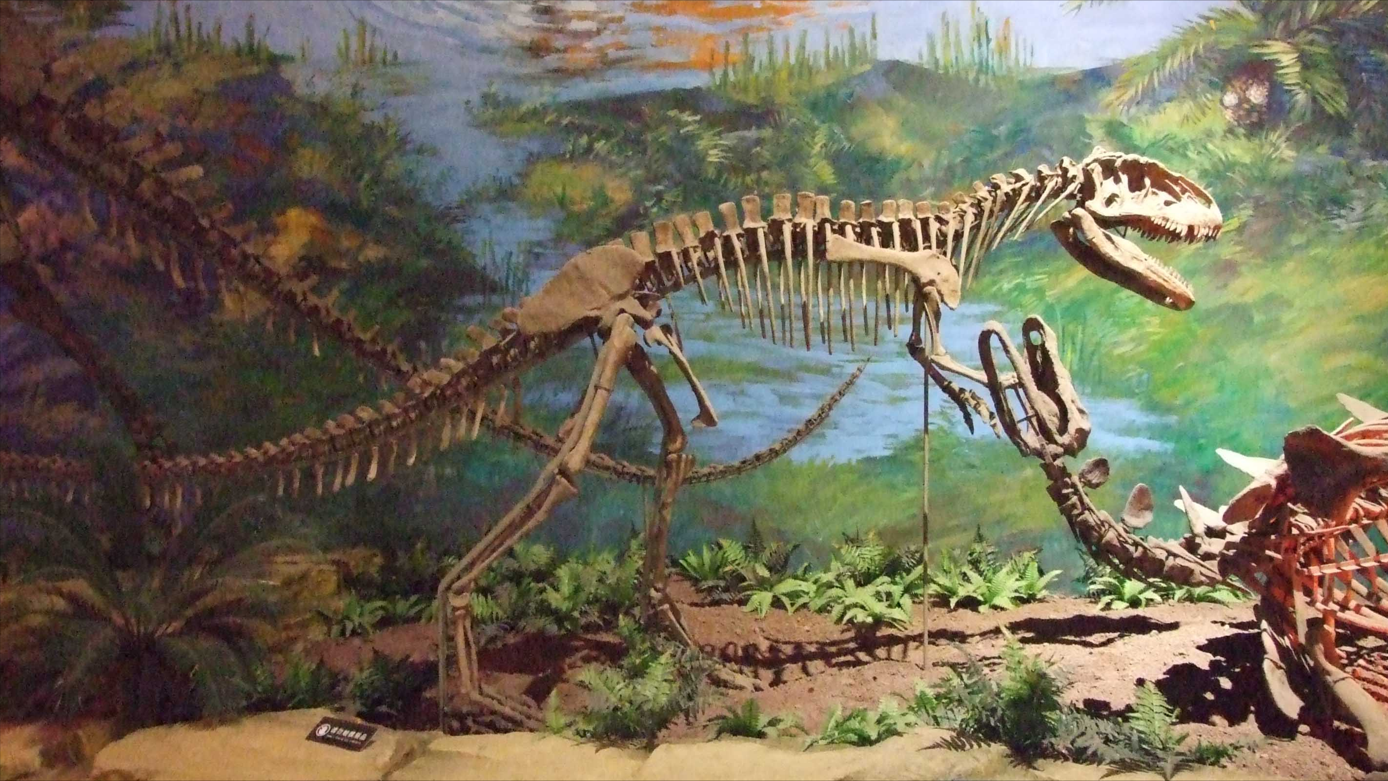 中华盗龙图片(图文鉴赏中华盗龙的真实样子)