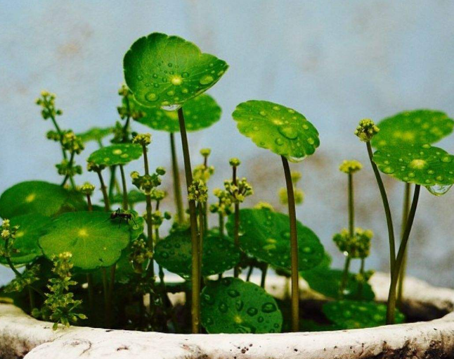 铜钱草开花了怎么办（3步让绿叶变得又大又绿）