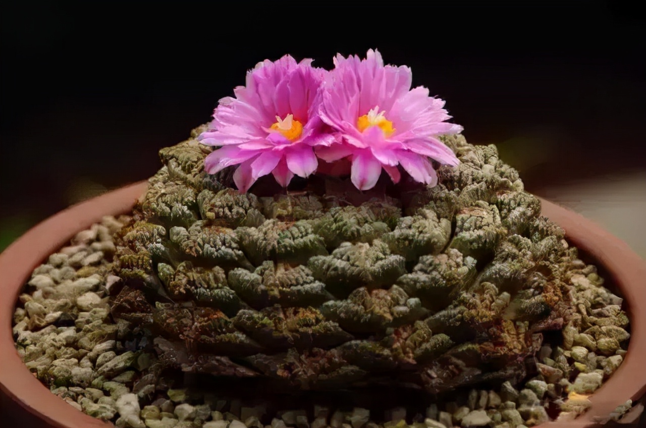 龟甲牡丹，真的是百年才长巴掌大小吗？