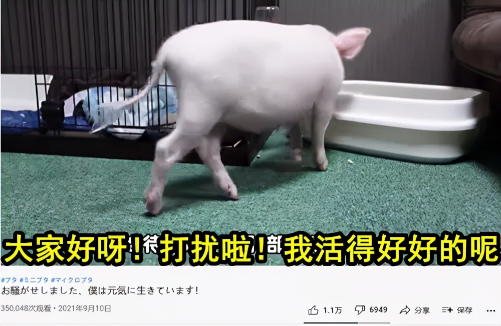 日本主播把养了100天的宠物猪烤着吃了，结果不到10天猪又复活了