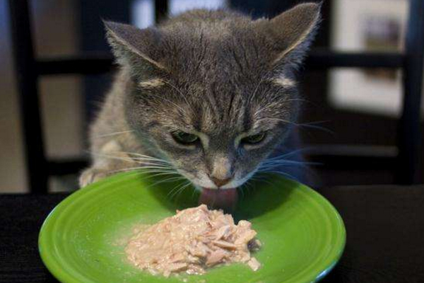 猫咪打嗝是正常的，如果一天之内没停止，可能是身体出了问题！