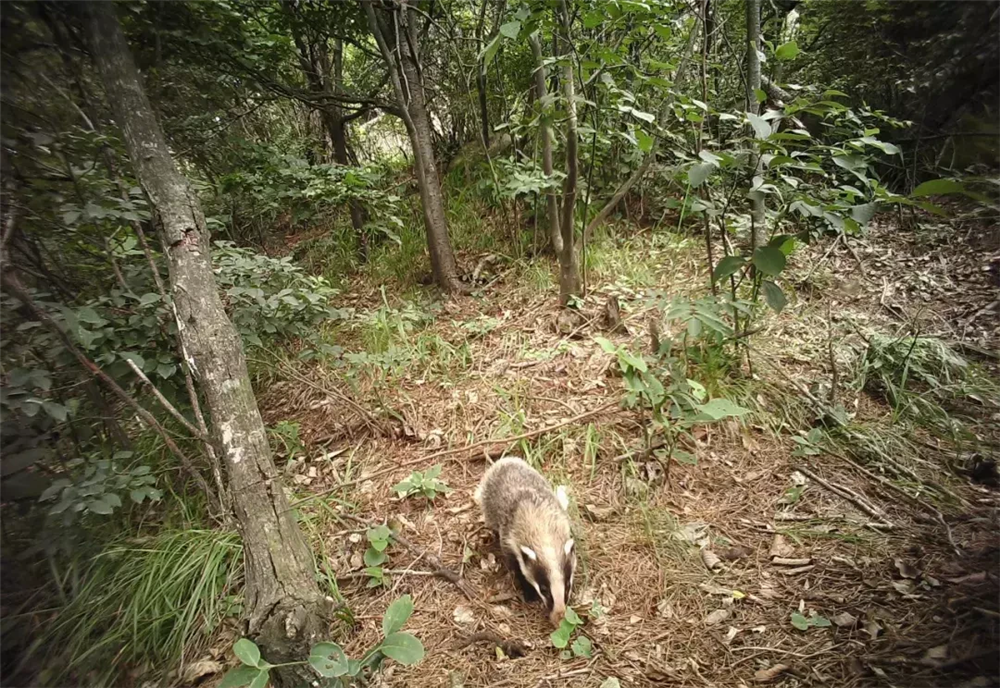 钱江源发现猪獾出洞，叼着3只幼崽搬到新家，撞见人就举起前爪叫