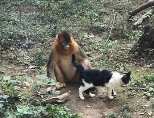 猴子也想养猫,把猫咪"绑架"过来当宠物养,还喂自己最爱的香蕉
