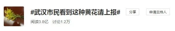 紧急催眠术！“恶魔之花”入侵西安！看及时的报告