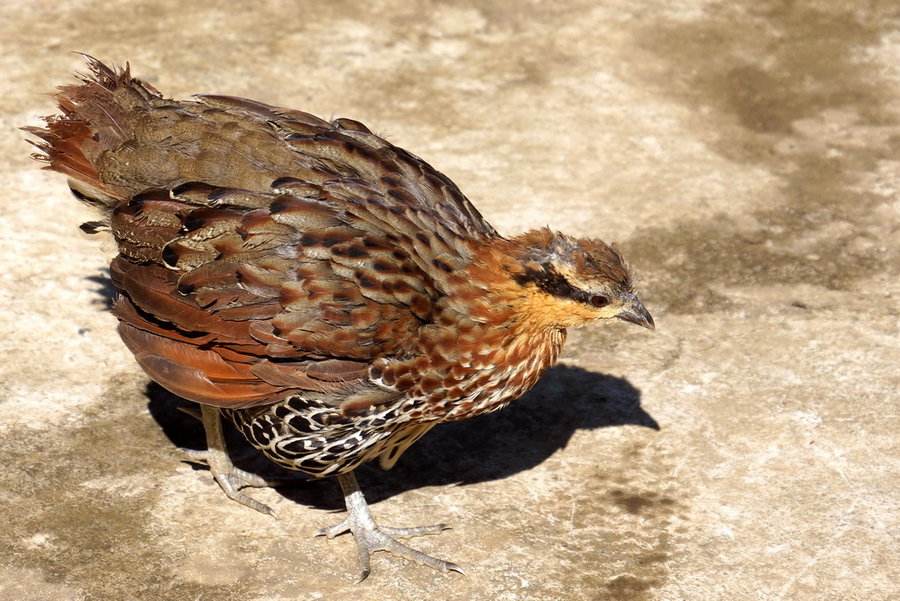 竹鸡苗多少钱一只(一只重半斤可卖200元,蛋30元一个,农民大叔却抱怨亏