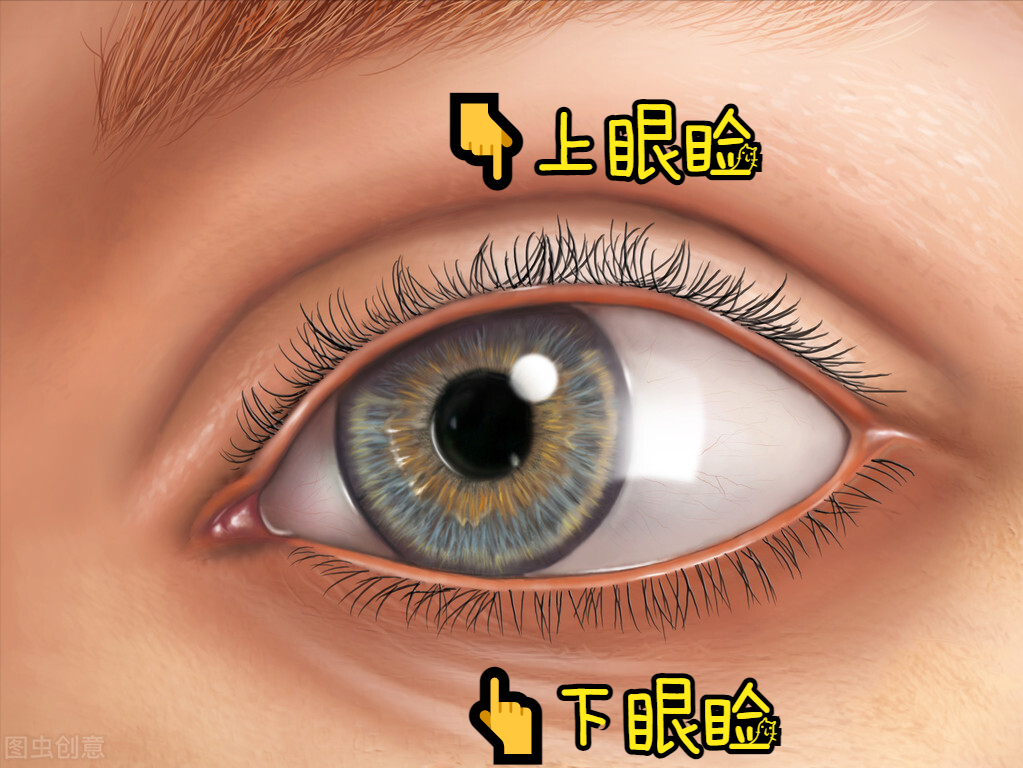 眼睑的正常位置应该是眼睑与眼球表面紧密接触,形成一个毛细间隙,使