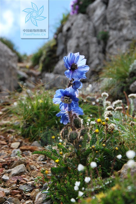 雪参果「雪参果功效与作用」