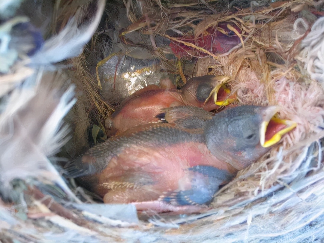 顺着林荫道望去,只见一只小麻雀站在地上,无助地拍打着小翅膀.