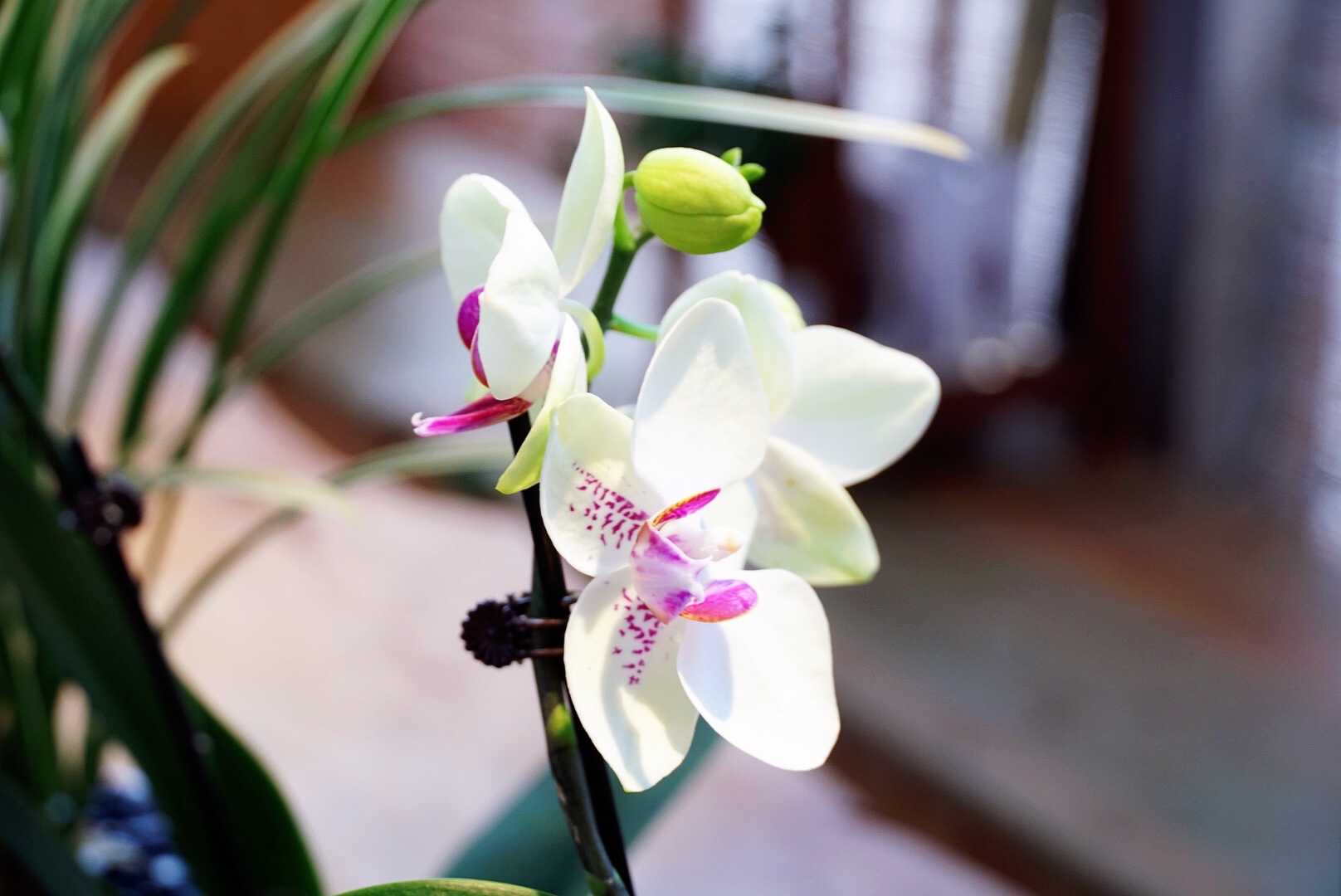 美在花果飘香,兰韵芬芳.美在农业富饶,产品丰收.