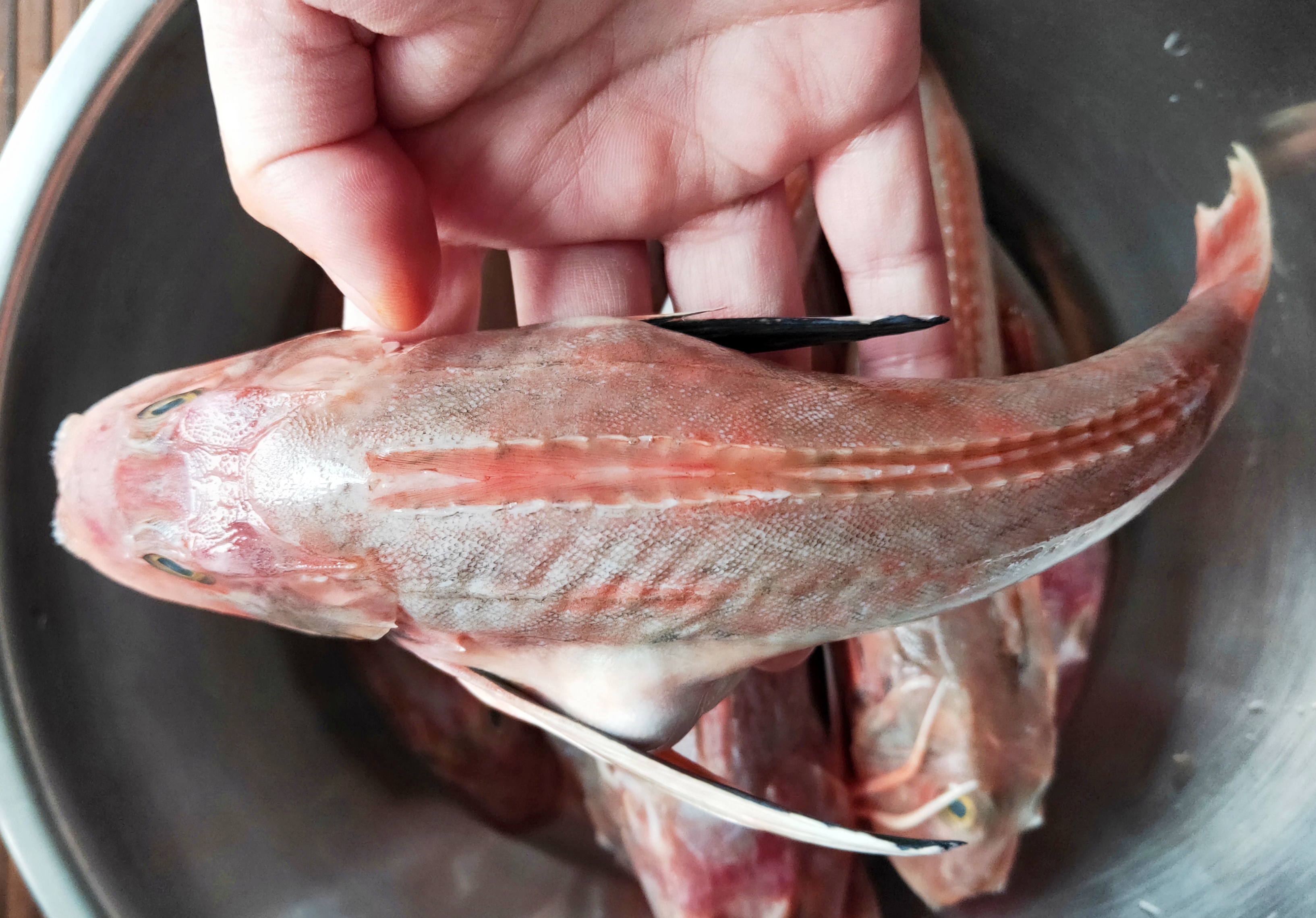 红娘鱼的功效与作用(红娘鱼的营养价值及功效)-我的快乐小窝