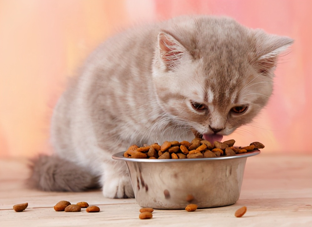 猫能吃火腿肠吗（一文详解猫咪禁吃的食物有哪些）