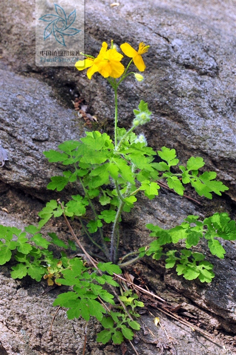 地黄连,见过吗?清热解毒,止痛.用于胃炎,胃溃疡,腹痛,肠炎