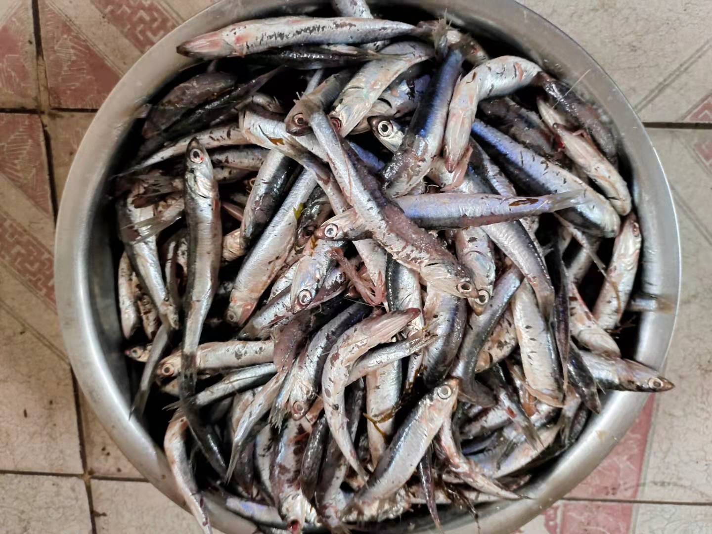 30块钱的鱼食,够七八个鱼缸的观赏鱼吃半年,这可太划算了