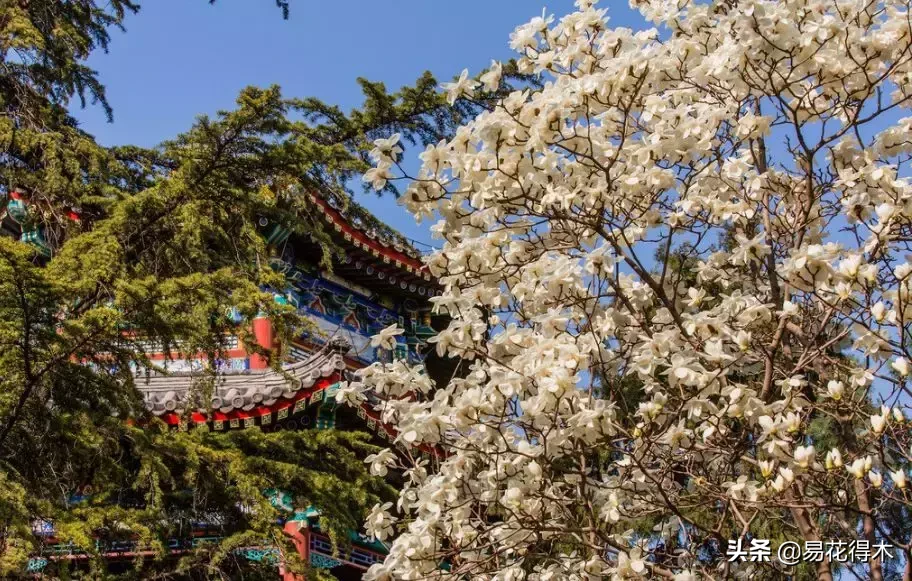 玉兰、紫玉兰、广玉兰、白兰花、木兰、望春、辛夷分别是什么花?