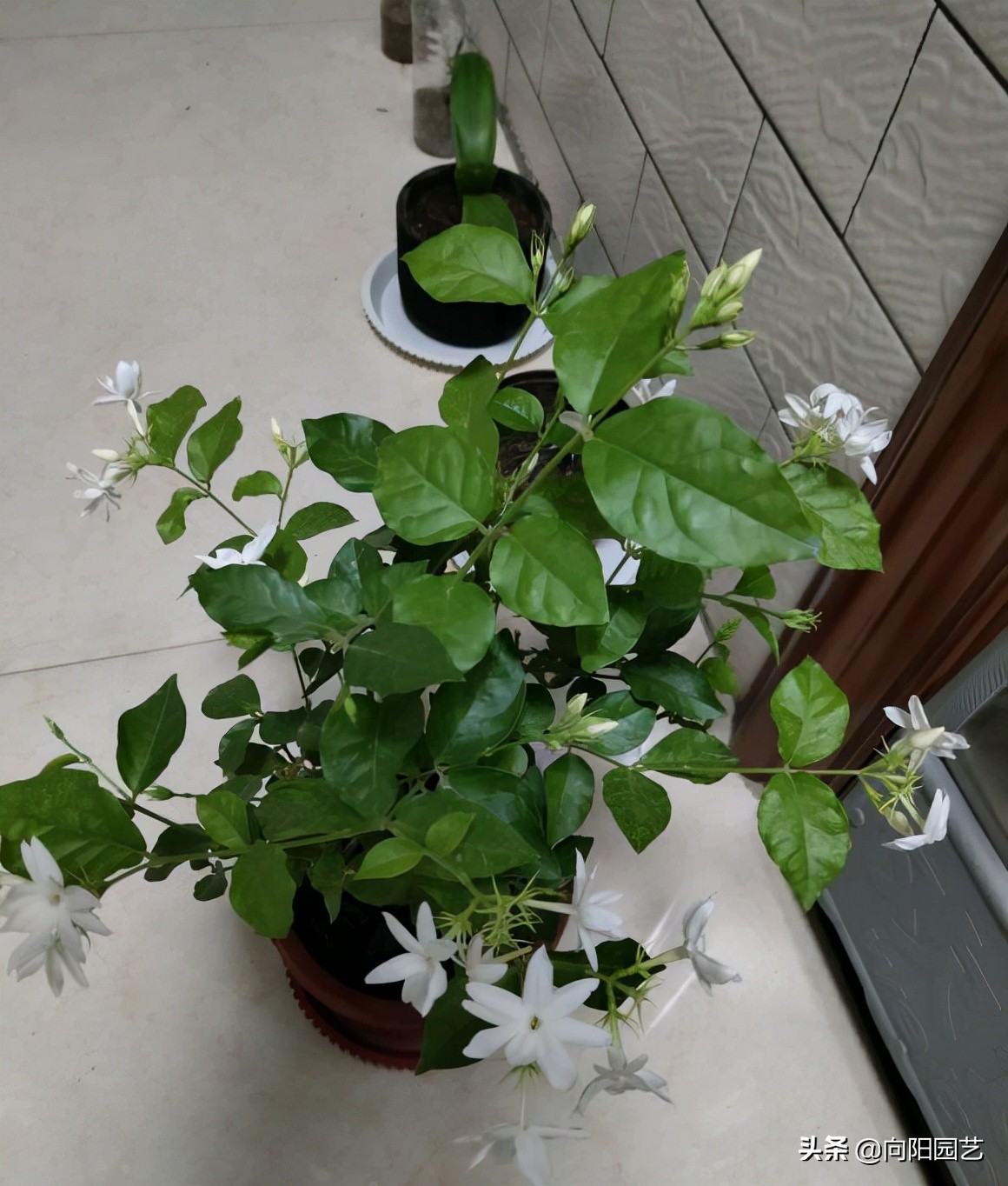 茉莉花怎么修剪（图文讲解茉莉花的正确修剪技巧）