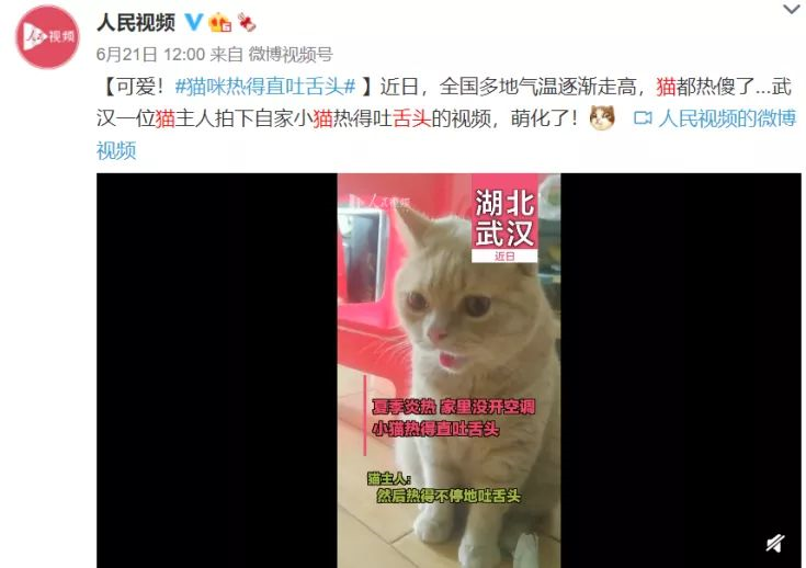 两个月婴儿吐舌头怎么回事（猫咪吐舌头好可爱呀）